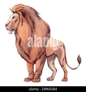 Illustration d'aquarelle de lion isolé sur fond blanc. Savannah animaux. Animaux africains. Format JPG. Haute résolution Banque D'Images