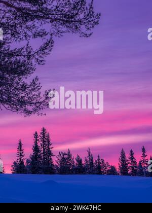 Cette image capture une scène hivernale époustouflante d'une forêt enneigée sous un ciel crépusculaire saisissant, avec des nuances vibrantes de rose et de violet Tha Banque D'Images