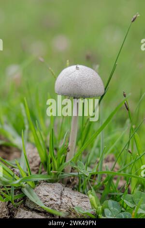 Panaeolus antillarum sur excréments de bovins. Banque D'Images