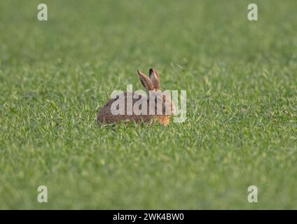 Un lièvre brun (lepus europaeus) reposant dans la récolte des fermiers, montrant les détails de son oeil orange, de ses grandes oreilles et de sa fourrure brune tachetée - Suffolk, Royaume-Uni Banque D'Images