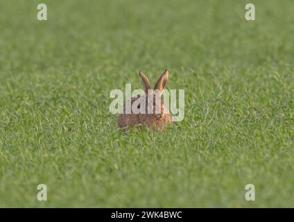 Un lièvre brun (lepus europaeus) reposant dans la récolte des fermiers, montrant les détails de son oeil orange, de ses grandes oreilles et de sa fourrure brune tachetée - Suffolk, Royaume-Uni Banque D'Images