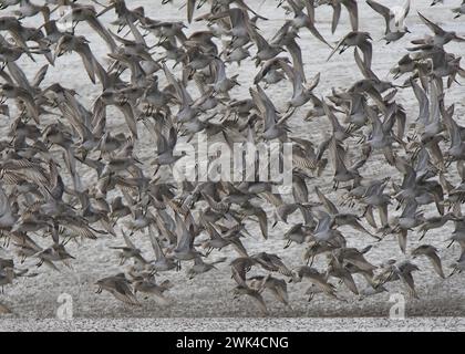 Red Knots (Calidris canutus) en vol à Two Tree Island, Leigh-on-Sea, Essex Banque D'Images