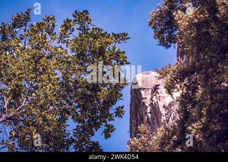 Un arbre pousse parmi les formations rocheuses photo. Parc naturel de Sant Miquel del FAI photo. Belle vue sur la montagne des collines grade dans la photographie du matin Banque D'Images