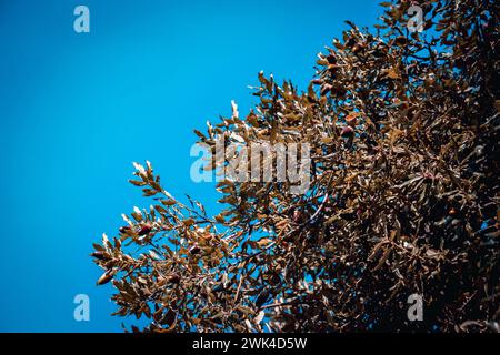 Glands bruns et photo de chêne vert. Glande sur les branches avec une mise au point sélective contre le ciel bleu ensoleillé. Magnifique photographie de paysages naturels. Scène idyllique. Banque D'Images