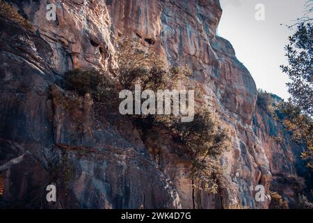 Un arbre pousse parmi les formations rocheuses photo. Parc naturel de Sant Miquel del FAI photo. Belle vue sur la montagne des collines grade dans la photographie du matin Banque D'Images