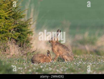 Une mère et son bébé lièvre brun ( Lepus europaeus ) . Une famille inhabituelle photographiée dans un tapis de marguerites sur une plantation de sapin de Noël. Suffolk Royaume-Uni Banque D'Images