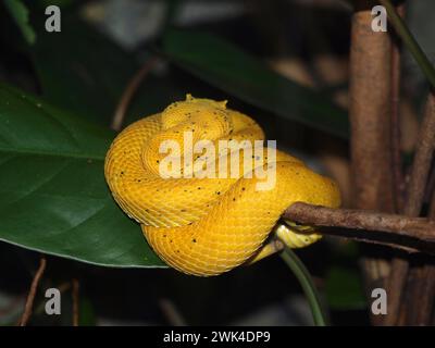 Vipère de trou de cils (Bothriechis schlegelii) sur une branche. Ce serpent arboricole est originaire d'Amérique centrale et d'Amérique du Sud. Banque D'Images