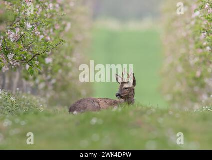 Cerf rotin mâle avec bois (Capreolus capreolus) couché au milieu de la fleur de pommier rose dans les vergers de pommiers d'une ferme du Suffolk . ROYAUME-UNI Banque D'Images