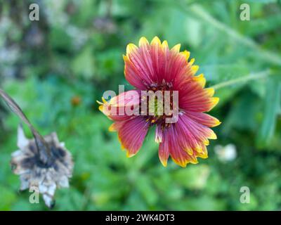 Belle fleur après la pluie. Banque D'Images