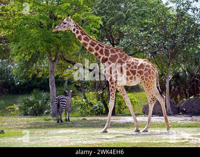 Girafe marchante avec zèbre en arrière-plan. Banque D'Images