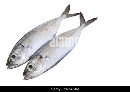 Poisson maquereau frais isolé sur le fond blanc. Il y a de l'espace libre pour le texte. Banque D'Images