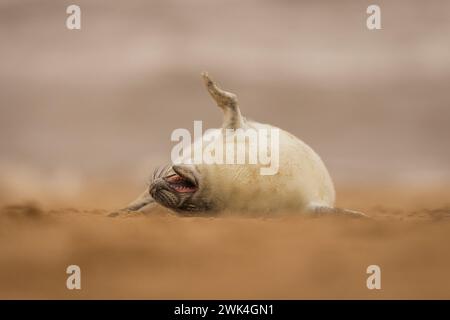 Cute Grey Seal chiot sur une plage à Norfolk, Royaume-Uni. Banque D'Images