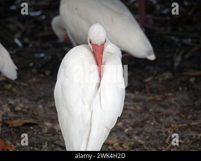 Ibis blanc nettoyant sa longue facture. Banque D'Images