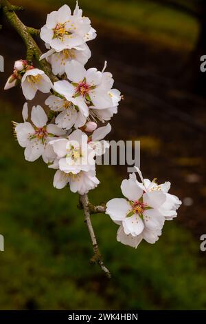 Fleurs d'amande, signalant le printemps à la mi-février 2024 en raison des tempêtes hivernales chaudes de la vallée centrale de Californie aux États-Unis Banque D'Images