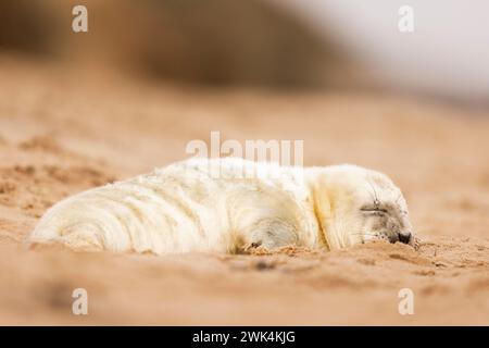 Cute Grey Seal chiot sur une plage à Norfolk, Royaume-Uni. Banque D'Images
