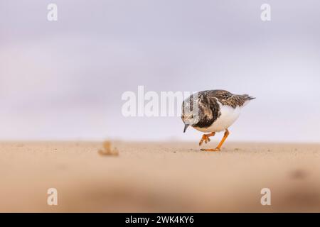 Turnstone à la recherche de nourriture sur la plage. Banque D'Images