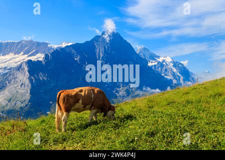 Vache paître dans une prairie alpine sur First Mountain, au-dessus de Grindelwald, en Suisse Banque D'Images