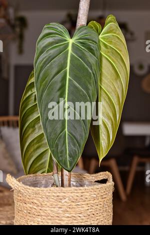 Plante d'intérieur exotique 'Philodendron Melanochrysum' avec de longues feuilles de velours dans un pot de fleur en panier Banque D'Images