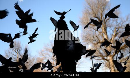 Boston, Massachusetts, États-Unis. 18 février 2024. Les pigeons volent autour d'un parkgoer au Boston Common à Boston, Massachusetts le dimanche 18 février 2024. (Crédit image : © Andrew Burke-Stevenson/ZUMA Press Wire) USAGE ÉDITORIAL SEULEMENT! Non destiné à UN USAGE commercial ! Banque D'Images