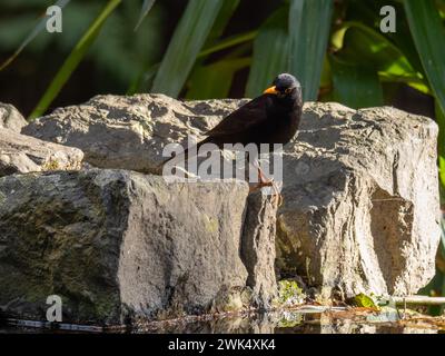 Turdus merula, également connu sous le nom de Blackbird eurasien ou tout simplement Blackbird, perché sur un rocher. Banque D'Images