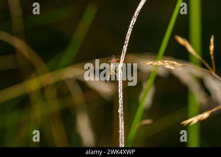 Genre Melonostoma famille Syrphidae mouche nature sauvage papier peint insecte, image, photographie Banque D'Images