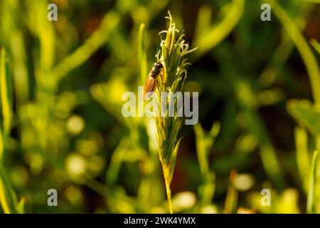 Platycheirus albimanus genre Platycheirus famille Syrphidae mouche nature sauvage papier peint insecte, image, photographie Banque D'Images