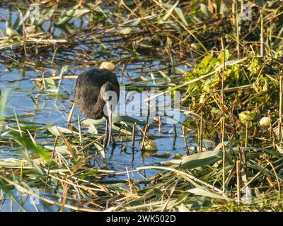 Plegadis falcinellus, un ibis vagabond glacé, pataugant dans un étang de Madère. Banque D'Images