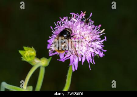 Volucella bombylans famille Syrphidae genre Volucella Bumble abeille planer mouche nature sauvage papier peint insecte, image, photographie Banque D'Images