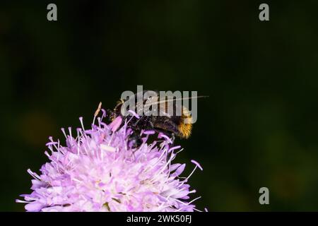 Volucella bombylans famille Syrphidae genre Volucella Bumble abeille planer mouche nature sauvage papier peint insecte, image, photographie Banque D'Images