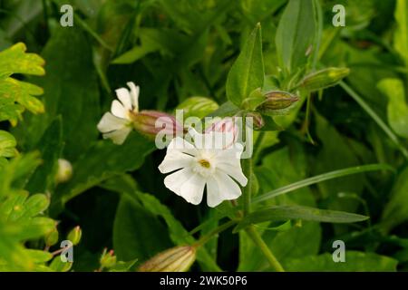 Baltasis šakinys Silene latifolia fleur blanche de campion Banque D'Images