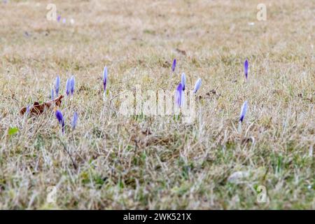 240217Februar News ID : en 2024-02-17 Februar deutlich zu doux Frühlingsblumen blühen zeitiger, Wintersportgebiete geht der Schnee aus Erzgebirge. En Saxe sind aktuell Winterférien. Die erste Ferienwoche ist nun vorbei, était allerdings fehlt ist der Schnee. In den vergangenen Wochen lagen die Temperaturen deutlich über der 0 Grad Marke, teilweise sogar zweistellig. Dies und immer wieder aufkommender Regen hatten zur Folge, dass die Schneedecke mittlerweile rapide abgenommen chapeau. Selbst auf dem 1215 mètre hohen Fichtelberg liegen nur noch vereinzelte Schneereste. Sport d'hiver IST am Fichtelberg Banque D'Images