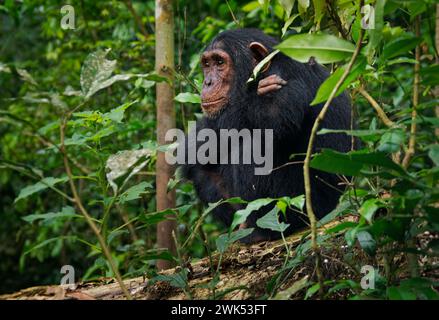 Jeune chimpanzé commun ou robuste - Pan troglodytes aussi chimpanzé, grand singe originaire de la forêt et de la savane de l'Afrique tropicale, notre rel vivant le plus proche Banque D'Images