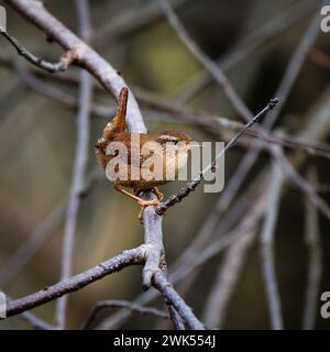 Un wren perché sur la branche regardant la caméra Banque D'Images