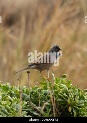 Une parulle spectaculaire, Curruca conspicillata, chantant du haut d'un buisson. Banque D'Images