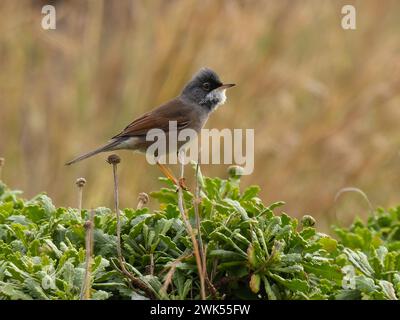 Une parulle spectaculaire, Curruca conspicillata, chantant du haut d'un buisson. Banque D'Images