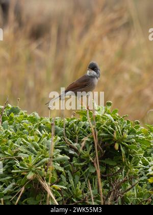 Une parulle spectaculaire, Curruca conspicillata, chantant du haut d'un buisson. Banque D'Images