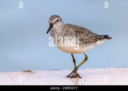 Red Knot (Calidris canutus) dans le plumage d'hiver marchant sur un brise-lames - Floride Banque D'Images