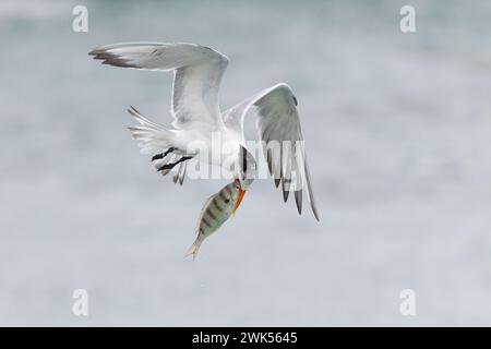 Terne royale (Thalasseus maximus) portant un poisson fraîchement pêché dans son bec - Floride Banque D'Images