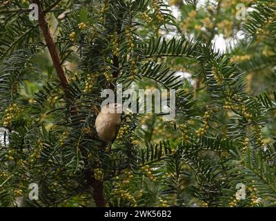 Un goldcrest, Regulus regulus, dans un if. Banque D'Images