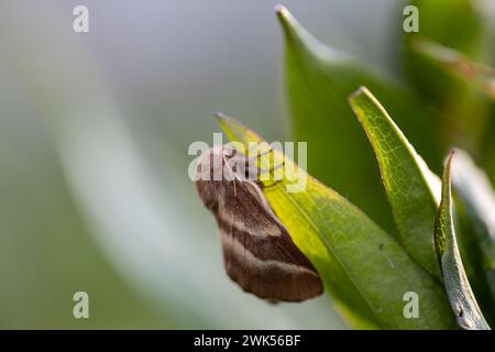 Papillon cramoisi (Macrothylacia rubi) mâle. Insecte de la famille des Lasiocampidae Banque D'Images