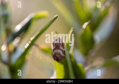 Papillon cramoisi (Macrothylacia rubi) mâle. Insecte de la famille des Lasiocampidae Banque D'Images