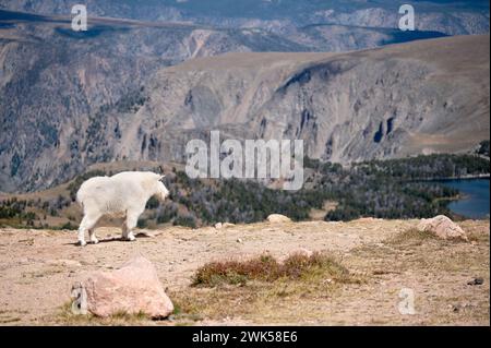 Une chèvre de montagne profitant de la vue sur la Beartooth Highway. Banque D'Images