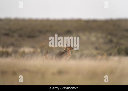 Le mara patagonien se nourrit dans le pâturage. Petit rongeur aux longues oreilles sur la péninsule de Valdés. Rongeur rare qui ressemble à rabit. Banque D'Images