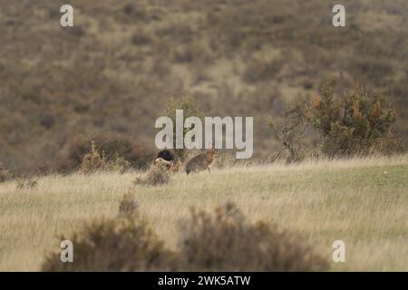 Le mara patagonien se nourrit dans le pâturage. Petit rongeur aux longues oreilles sur la péninsule de Valdés. Rongeur rare qui ressemble à rabit. Banque D'Images