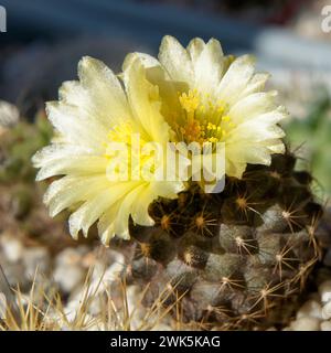 Cactus chilien Copiapoa humilis avec deux fleurs jaunes en gros plan. Une photo de taille carrée. Banque D'Images