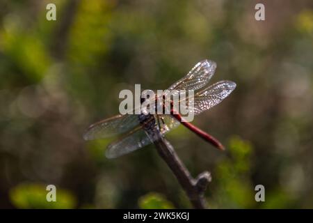 Une libellule est assise avec des ailes déployées sur une petite branche sur un fond vert. Banque D'Images