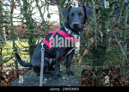 Ein Mitschlingsterrier blickt dans die Kamera. À Aix-la-Chapelle, le 1er février 2024. ALLEMAGNE - AIX-LA-CHAPELLE - CHIEN Banque D'Images