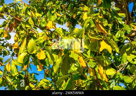 Arbre tropical Terminalia catappa amande de mer avec graines de noix dans Playa del Carmen Quintana Roo Mexique. Banque D'Images