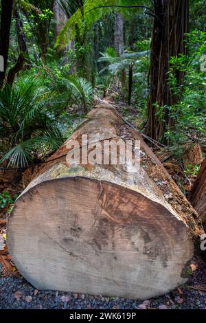 Enlèvement d'arbres Kauri le long d'un sentier pédestre en raison de problèmes de sécurité dans la forêt tropicale tempérée de Trounson Kauri Park, te Tai Tokerau / Northland Region, Banque D'Images