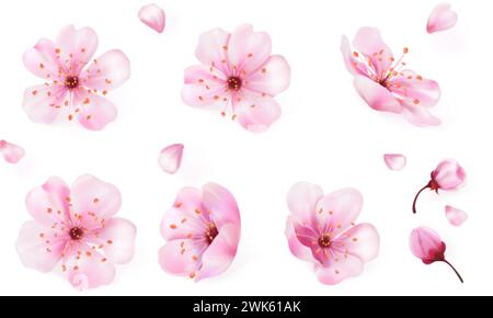 Bourgeons de sakura réalistes. Fleur magnolia fleur ou prune cerise pour hanami japonais, bourgeons frais rose doux saison florale de printemps, décoration de mariage 3d avril illustration vectorielle exacte de fleur de bourgeon Illustration de Vecteur
